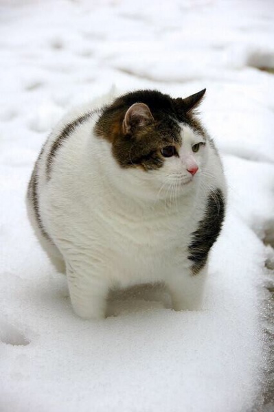 まん丸に太った猫