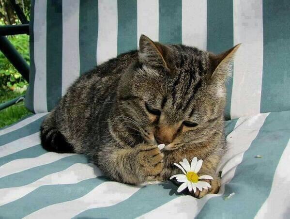 花の香りを嗅ぐ猫